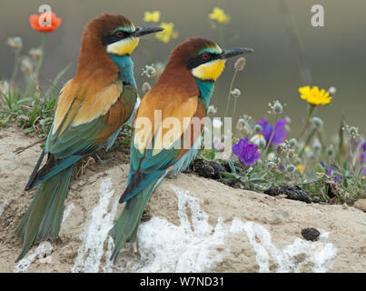 Paire de Guêpier d'Europe (Merops apiaster) sur une banque au-dessus de leur nid en face de fleurs. Granulés de régurgité note demeure d'insectes. Alentejo, Portugal, avril. Banque D'Images