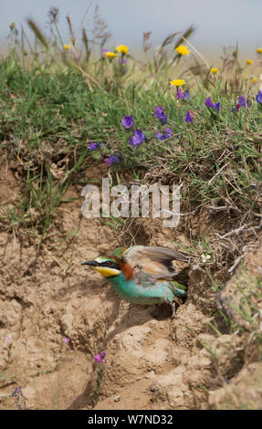 Guêpier d'Europe (Merops apiaster) volant de son nid. Alentejo, Portugal, mai. Banque D'Images