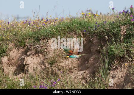 Guêpier d'Europe (Merops apiaster) en vol de son nid en terre banque. Alentejo, Portugal, mai. Banque D'Images