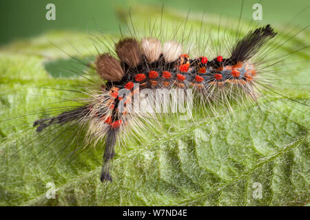 Caterpillar de la politique Vaporer (Orgyia antiqua), montrant les poils qui urticating défensive de dissuader les prédateurs. Parc national de Peak District, Derbyshire, Royaume-Uni. Avril. Banque D'Images