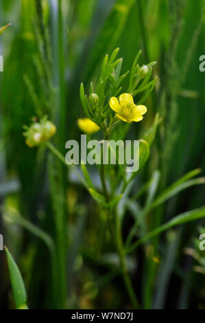 Le maïs (Ranunculus arvensis) en fleurs en champ arable. Outwood, Surrey, UK, mai. Banque D'Images