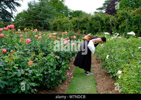 Un visiteur d'explorer le jardin de roses à Blenheim Palace Banque D'Images