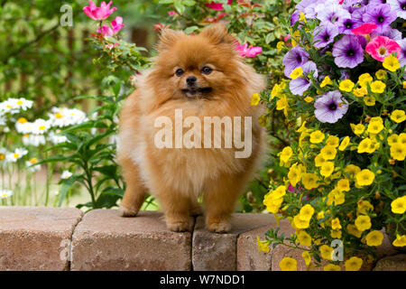 Femme debout de Poméranie par les fleurs sur le mur du jardin, Illinois, États-Unis Banque D'Images