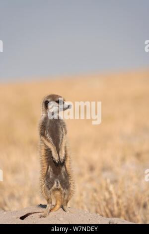 Meerkat (Suricata suricatta) debout sur les jambes arrière à Alert. Makgadikgadi Pans, désert du Kalahari, au Botswana. Banque D'Images