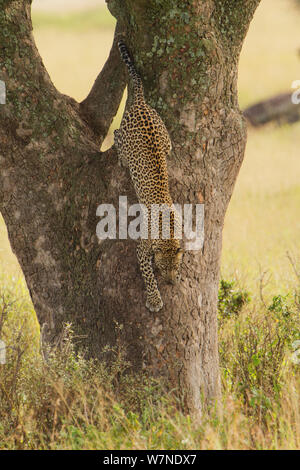 Leopard (Panthera pardus) sautant d'un arbre à saucisse (Kigalia africana), le Parc National du Serengeti, Tanzanie Banque D'Images