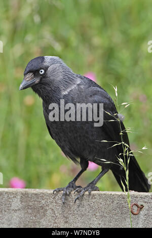 Choucas nordiques (Corvus monedula soemmerringii) Yorkshire UK Juillet Banque D'Images