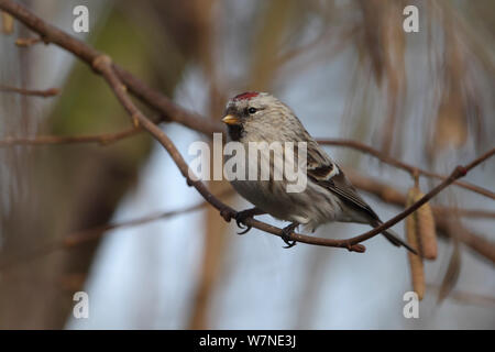 L'Arctique (Coues Sizerin blanchâtre Carduelis hornemanni exilipes) Kelling, Norfolk UK Février Banque D'Images