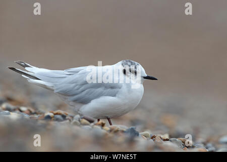 Mouette pygmée (Hydrocoloeus minutus) sur plage, Norfolk, Royaume-Uni Juillet Banque D'Images