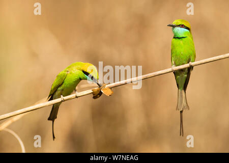 Peu de vert des guêpiers (Merops orientalis) une avec insectes, Parc National de Kanha, Madhya Pradesh, Inde, Avril Banque D'Images