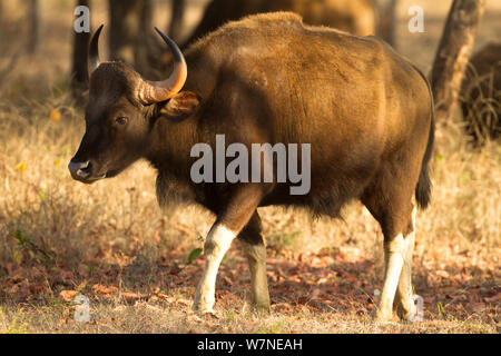 Wild bison indien / Gaur (Bos gaurus) jeune homme portrait, Parc National de Satpura, Madhya Pradesh, Inde Banque D'Images