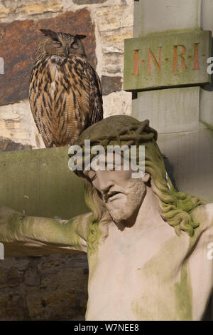 Eagle owl (Bubo bubo), le crucifix dans cimetière de cathédrale Osnabrueck, Rhénanie du Nord-Westphalie, Allemagne, Mai Banque D'Images