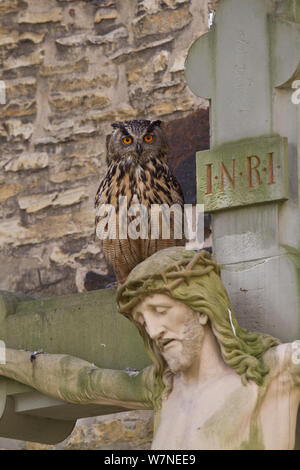 Eagle owl (Bubo bubo), le crucifix dans cimetière de cathédrale Osnabrueck, Rhénanie du Nord-Westphalie, Allemagne, Mai Banque D'Images