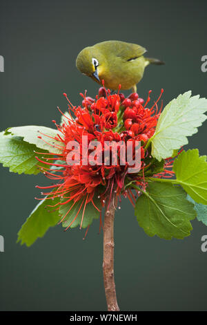 Cape White Eye ( Zosterops pallidus), qui se nourrissent de goupillon Natal ( Grayia sutherlandii), Hidden Valley, KwaZulu-Natal, Afrique du Sud Banque D'Images