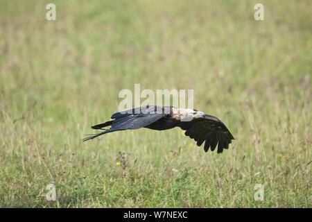 Aigle impérial (Aquila heliaca) volant bas au-dessus du sol, Marchauen, Basse Autriche, Autriche, en conditions contrôlées Banque D'Images