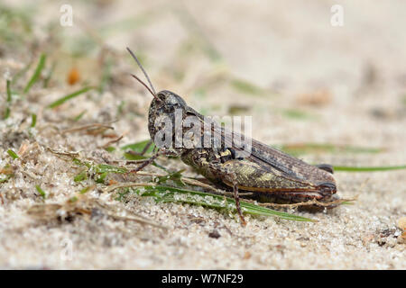 Sauterelle tacheté (Myrmeleotettix maculatus) sur le sentier de sable de plaine de Heath, Surrey, Angleterre, Royaume-Uni, Août Banque D'Images