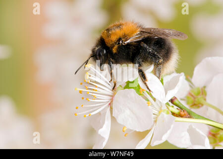 Les bourdons (Bombus hypnorum arbre) se nourrissant de nectar de prunellier (Prunus spinosa) blossom, Hertfordshire, England, UK, Mars Banque D'Images