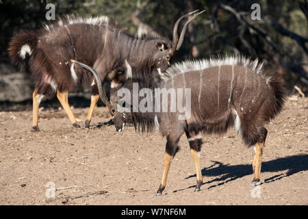 Nyala (Tragelaphus angasii), présentation, affichage latéral taureaux Mkhuze Game Reserve, Afrique du Sud Banque D'Images