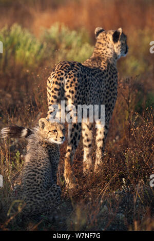 Le Guépard (Acinonyx jubatus) avec cub, Phinda Private Game Reserve, Kwazulu Natal, Afrique du Sud Banque D'Images