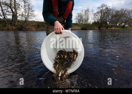 Le saumon atlantique (Salmo salar) smolts dans l'Amérique du Tyne, Royaume-Uni, Northumberland, Kielder, Avril 2012 Banque D'Images