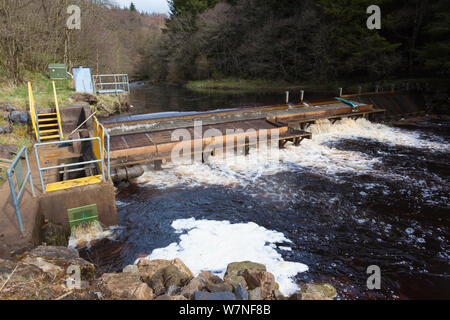 Le saumon atlantique (Salmo salar) sur le piège des saumoneaux brûler Kielder, NORTHUMBERLAND, UK, avril 2012 Banque D'Images