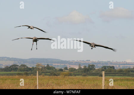 Trois jeunes / communes grues eurasien (Grus grus) dans un avion en direction de dessus la clôture de leur fox-proof roost et première version boîtier, Somerset, Angleterre, Royaume-Uni, Septembre 2012 Banque D'Images