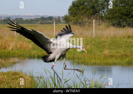 A récemment publié les jeunes / commune (Grus grus Grue eurasienne) avec l'identification de la couleur des bagues et de l'émetteur radio sur ses jambes retour à une pluie extérieure au sein d'un fox-preuve première version boîtier, Somerset, Angleterre, Royaume-Uni, Septembre 2012 Banque D'Images