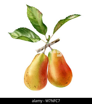 Deux poires arbre branche illustration aquarelle botanique réaliste avec les fruits entiers et les feuilles. venu clipart isolé juteux exotiques peints à la main, Banque D'Images