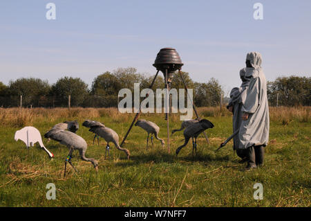 Groupe de jeunes / communes grues eurasien (Grus grus) se nourrissent de grains dispersés par un convoyeur automatisé près de deux soignants habillés en costumes de grue agissant en tant que parents de substitution, à l'intérieur d'un fox-preuve première version boîtier, Somerset, Angleterre, Royaume-Uni, Septembre 2012 Banque D'Images