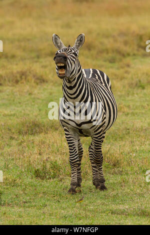 Zèbre des plaines (Equus quagga) Flehmen grimace, le cratère du Ngorongoro, en Tanzanie Banque D'Images