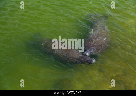 Les lamantins de Floride (Trichechus manatus latirostris) à la surface de la mer. Le Parc National des Everglades, en Floride, USA, février. Banque D'Images