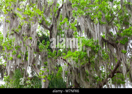 Couvert de mangroves couvertes de mousse espagnole le Parc National des Everglades, en Floride, USA, février. Banque D'Images