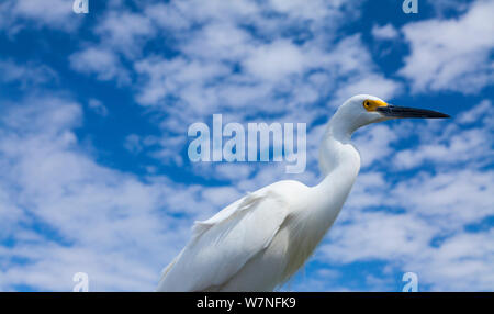 Aigrette neigeuse (Egretta thula). Le Parc National des Everglades, en Floride, USA, février. Banque D'Images