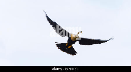 Anginha américain / vert (Anhinga anhinga) en vol. Le Parc National des Everglades, en Floride, USA, février. Banque D'Images