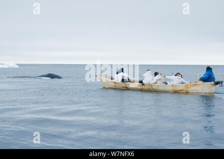 Les baleiniers de subsistance Inupiaq essayez d'attraper une baleine boréale (Balaena mysticetus) de leur d'umiak dans une coupure dans la banquise. Mer de Tchoukotka, au large de Barrow, côte de l'Arctique de l'Alaska, avril 2012. Banque D'Images