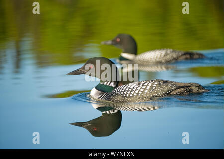 Common / Great Northern Loon (Gavia immer) Paire - mâle en premier plan - sur le lac de Sterling, péninsule de Kenai, Southcentral Alaska, mai. Banque D'Images