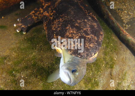 Salamandre géante du Japon (Andrias japonicus) avec Masu (Oncorhynchus) proie dans sa bouche, Japon, Août Banque D'Images