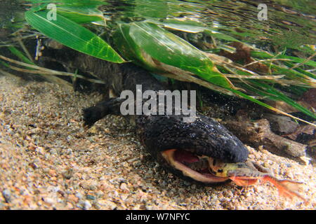 Salamandre géante du Japon (Andrias japonicus) en rivière avec des proies de grenouille, Japon, Mars Banque D'Images