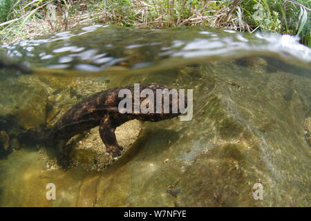 Salamandre géante du Japon (Andrias japonicus) déménagement en amont pour frayer, Japon, juillet Banque D'Images