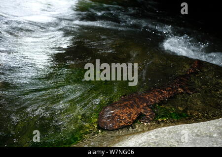 Salamandre géante du Japon (Andrias japonicus) déménagement en amont pour frayer, Japon, Août Banque D'Images