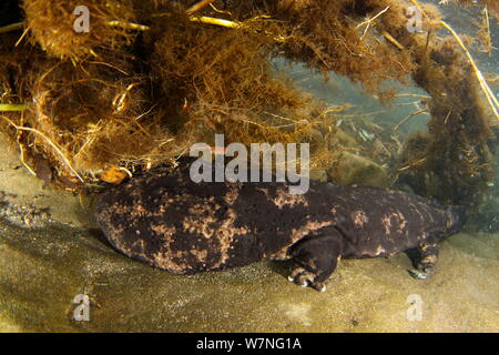 Salamandre géante du Japon (Andrias japonicus) dans la rivière, Japon, janvier Banque D'Images