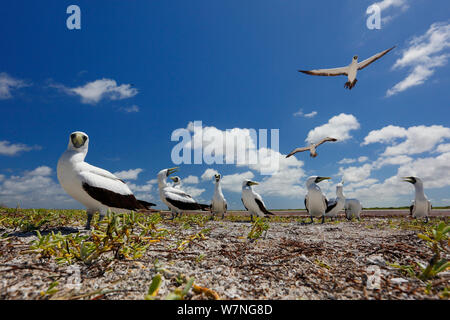 Fou masqué (Sula dactylatra) certains survolant d'autres sur terre, l'île de Noël, de l'Océan Indien, Juillet Banque D'Images