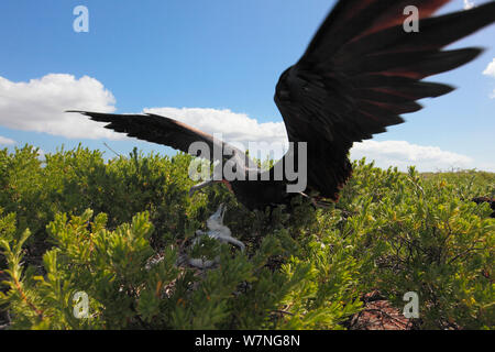 Frégate ariel (Fregata ariel) parent arrivant à poussin au nid, l'île de Noël, de l'Océan Indien, Juillet Banque D'Images