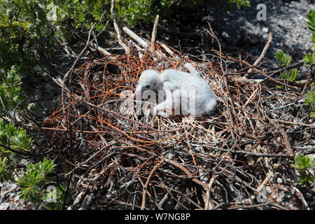 Frégate ariel (Fregata ariel) les poussins sont couvertes de plumes blanches pour se protéger de la chaleur du soleil, l'île de Noël, de l'Océan Indien, Juillet Banque D'Images