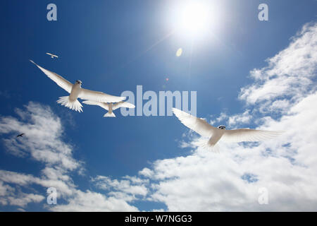 La sterne blanche (Gygis alba) volant au-dessus sous un soleil éclatant, l'île de Noël, de l'Océan Indien, Juillet Banque D'Images