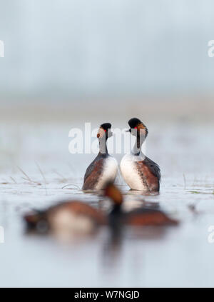 Les grèbes à cou noir (Podiceps nigricollis) danse de cour en couple pendant la période de reproduction, avec une autre paire infront, la Dombes Lake area, France, Avril Banque D'Images