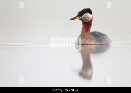 Grèbe à cou rouge (Podiceps grisegena) tôt le matin, la brume, région du Danube en Bulgarie, Avril Banque D'Images