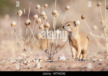 (Cynictis penicillata mangouste jaune) portrait, Kgalagadi Transfrontier Park, Afrique du Sud Banque D'Images