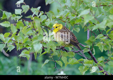 Yellowhammer (Emberiza citrinella) mâle perché. Wiltshire, UK, mai. Banque D'Images