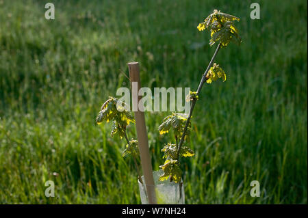 Chêne sessile (Quercus petraea) arbres plantés dans des tubes en plastique par des volontaires de conservation pour augmenter la taille des chênes à Gilfach farm, Radnorshire Wildlife Trust, Powys, Wales, UK Mai 2012 Banque D'Images