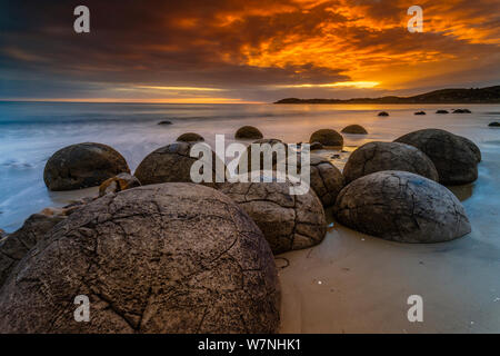 Moeraki Boulder / Kaihinaki sur Koekohe plage au lever du soleil. 60 millions d'années des concrétions de mudstone. Moeraki, Waitaki District, Région de l'Otago, île du Sud, Nouvelle-Zélande. Janvier, 2012. Banque D'Images